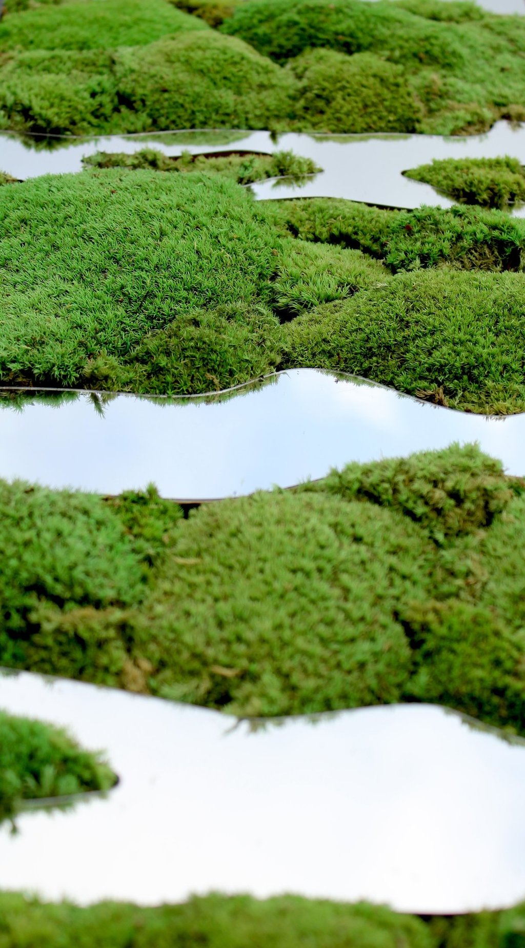 a group of birds flying over a field of moss