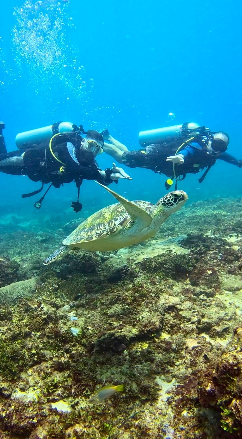 Scuba divers swimming with a green sea turtle over a tropical coral reef in clear blue ocean water.