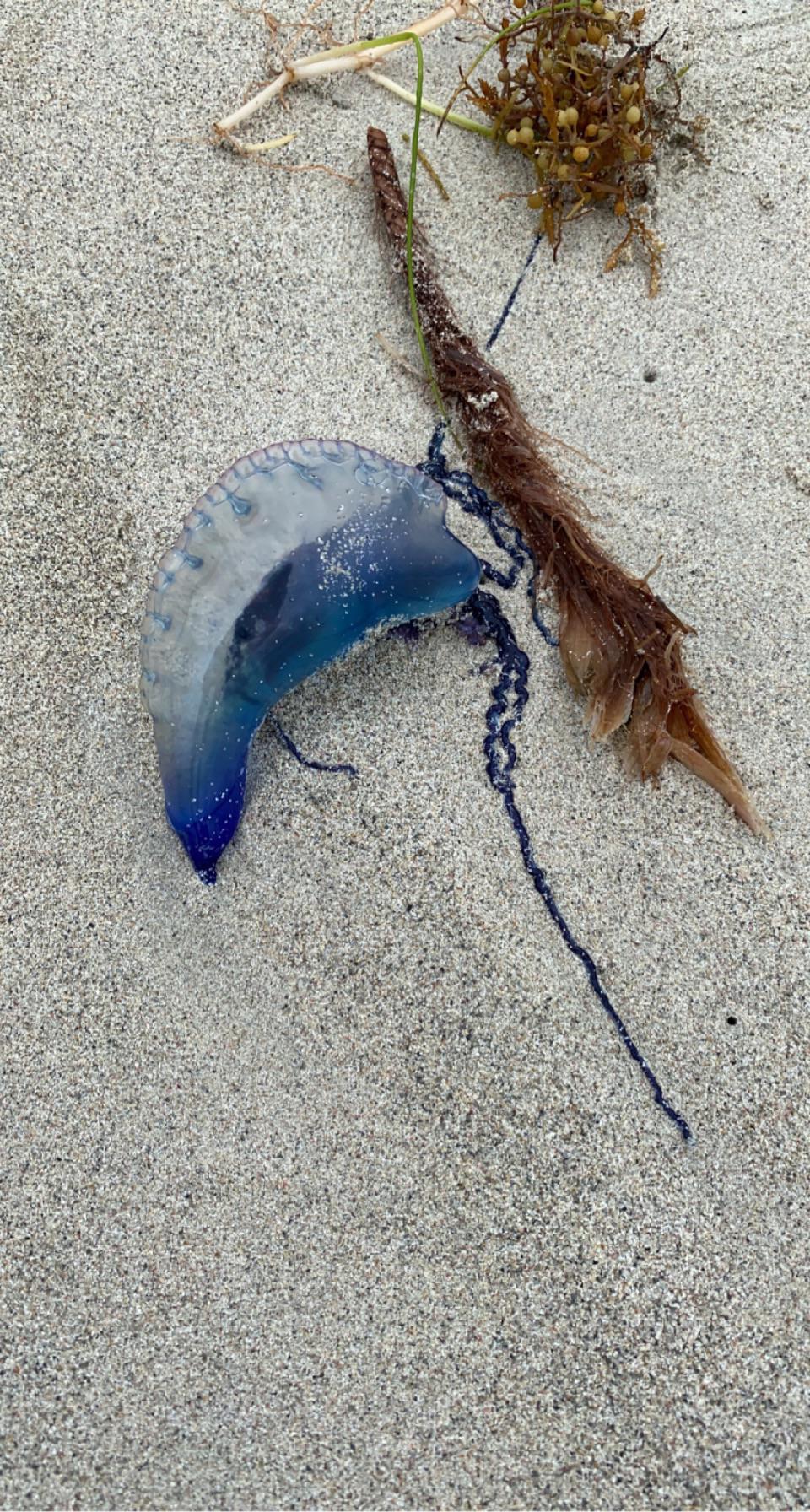 Portuguese Man-o-war jellyfish in Varadero