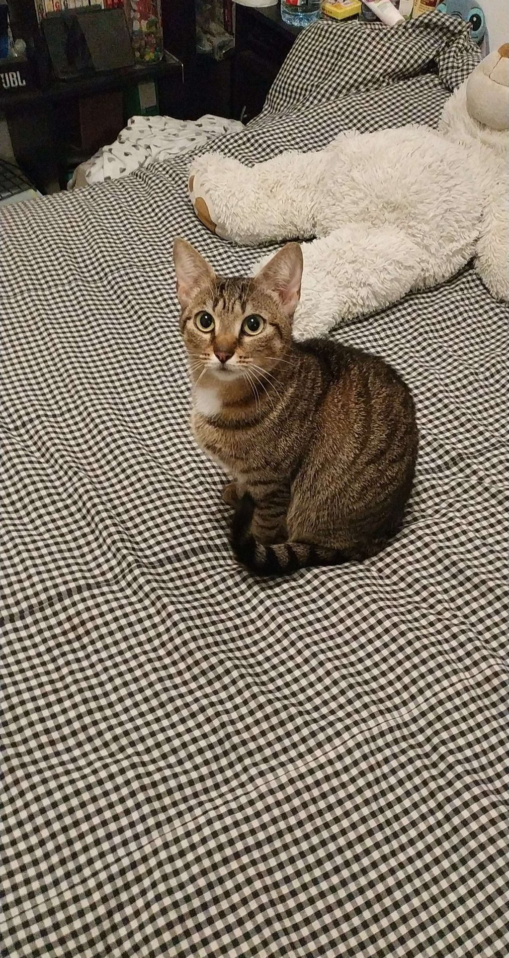 Neko - Chat Européen - Chat de Gouttière