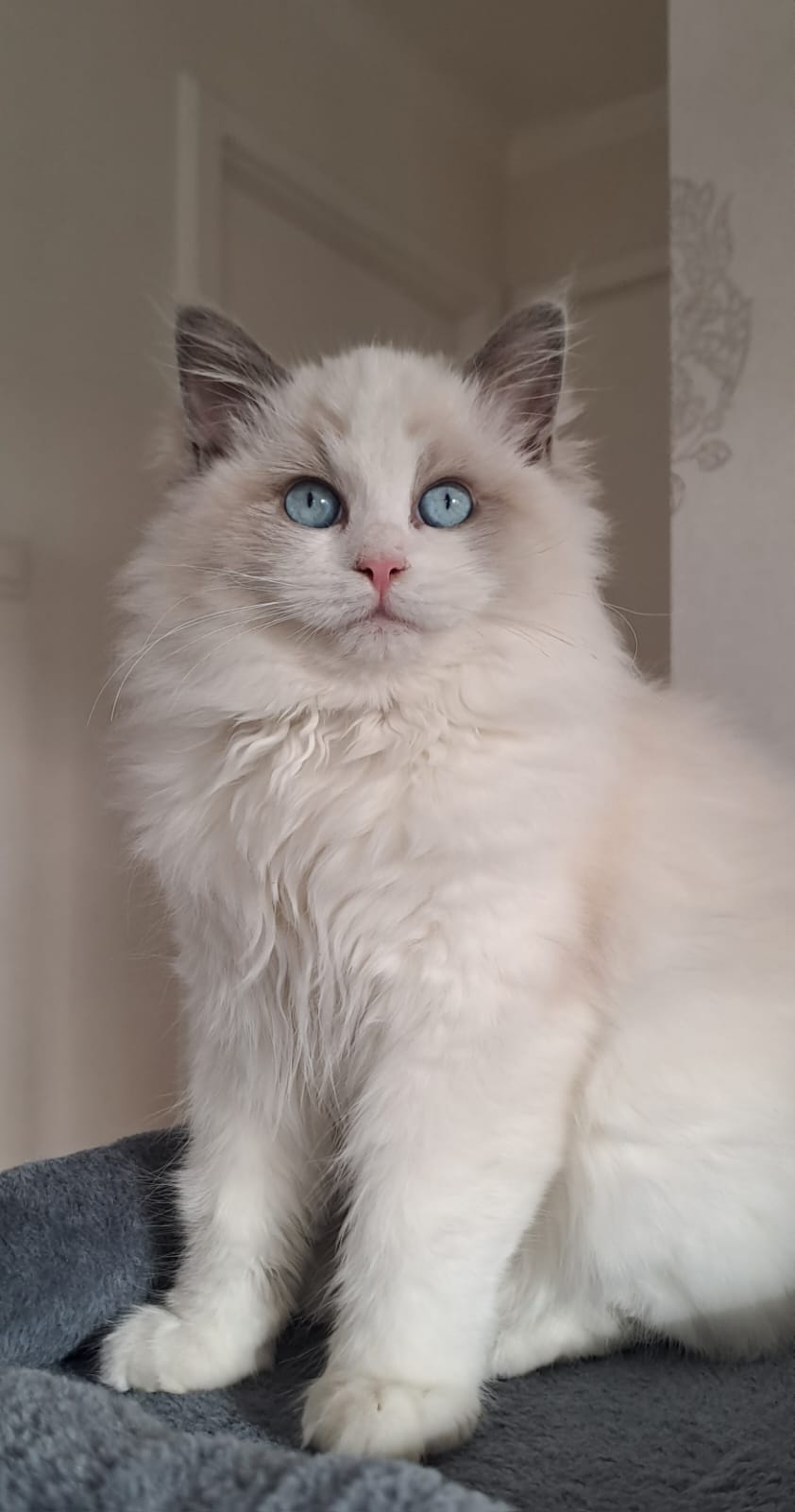 Vamille des Dolls de Mitilo