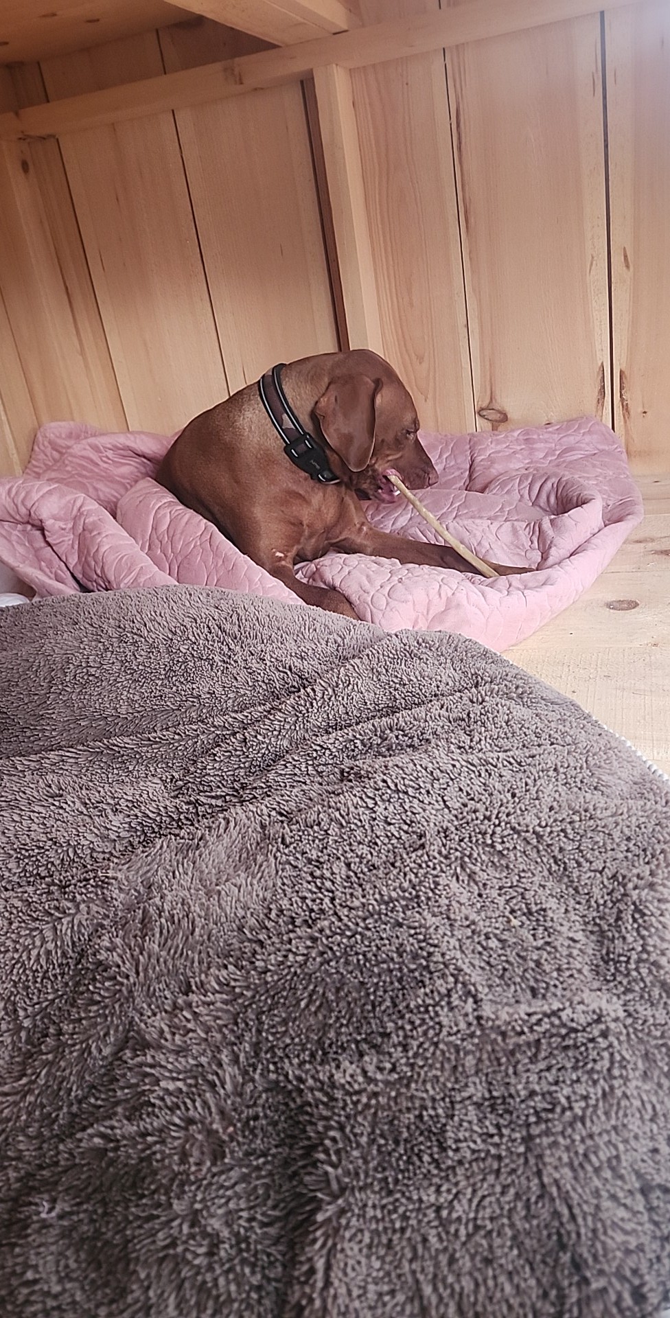 a dog laying on a bed at dog boarding