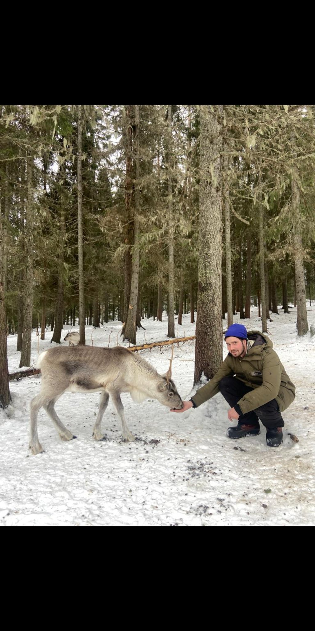 rencontrer les rennes