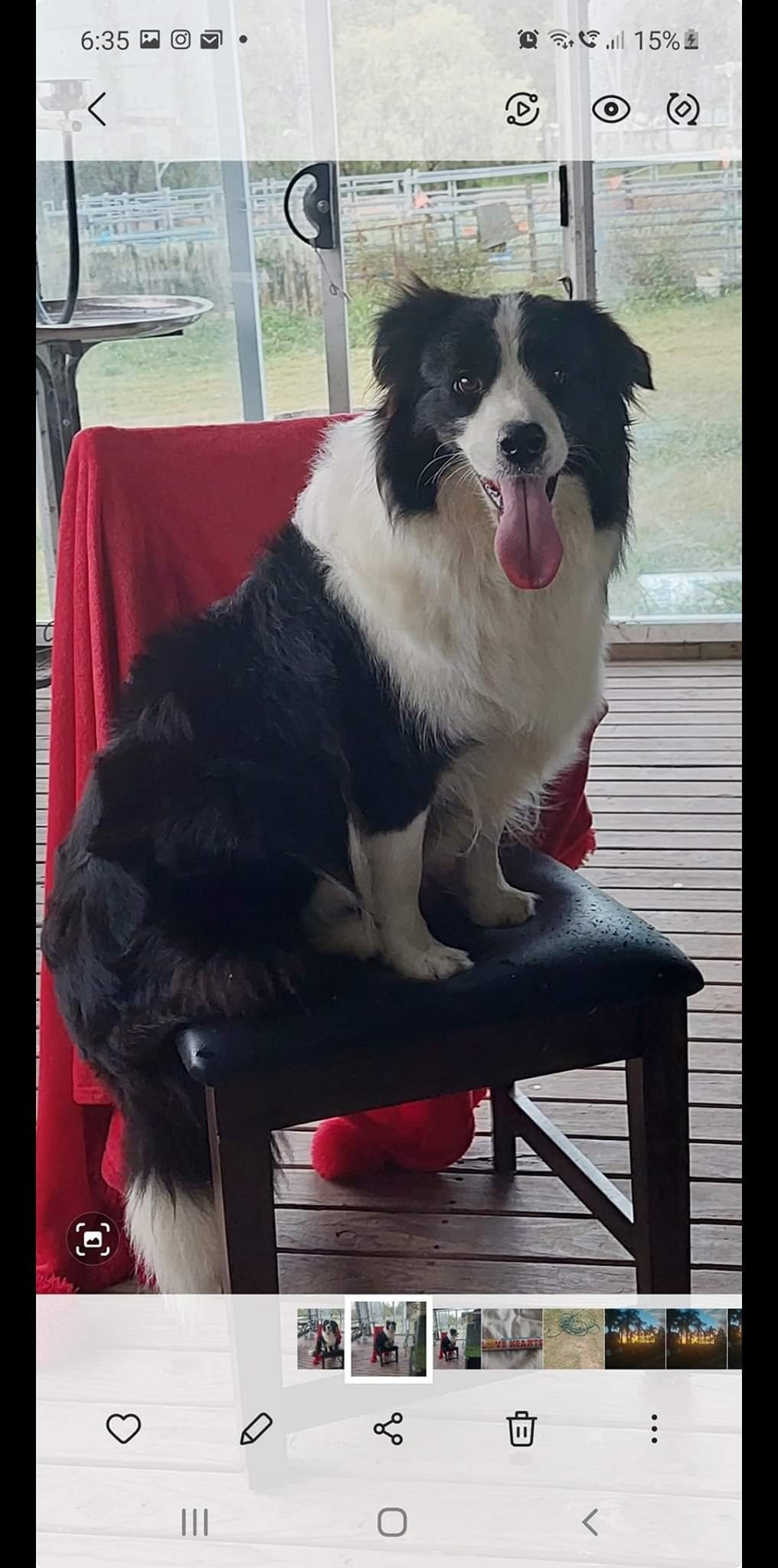 black and white border collie dam 