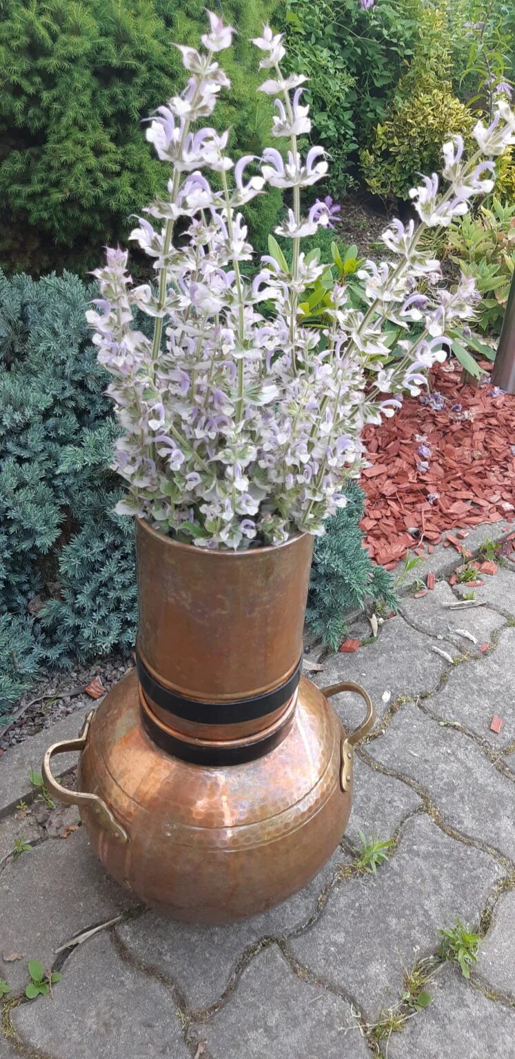 Clary sage flowers in the copper allembic