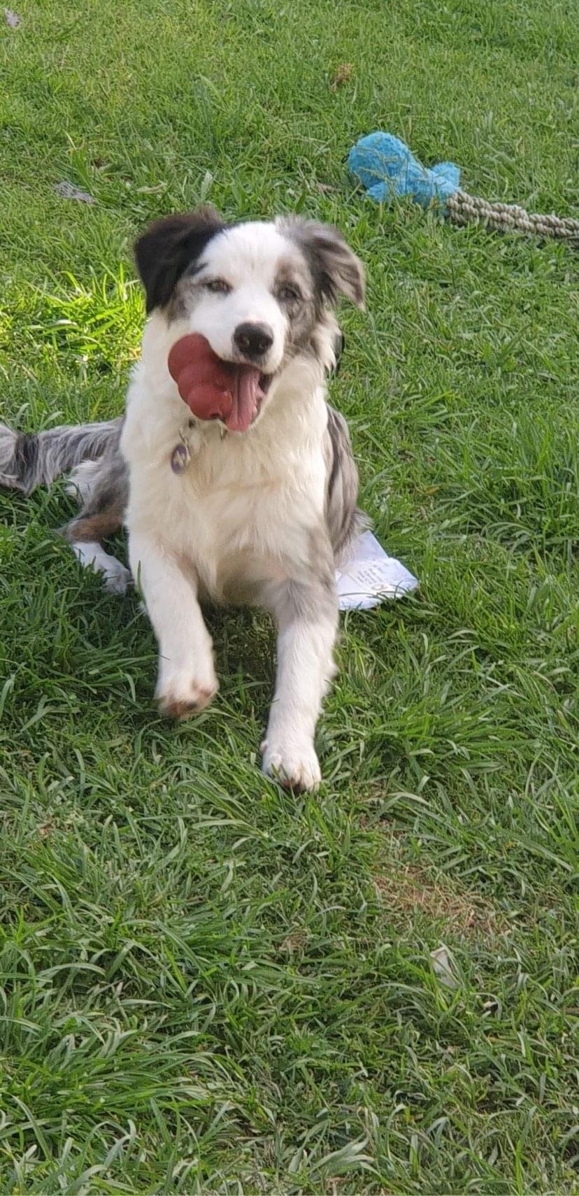  blue merle border collie puppies 