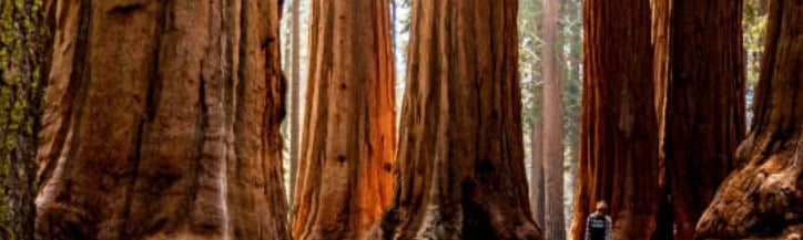 énormes tronc de séquoias, comme la puissance de mes accompagnements