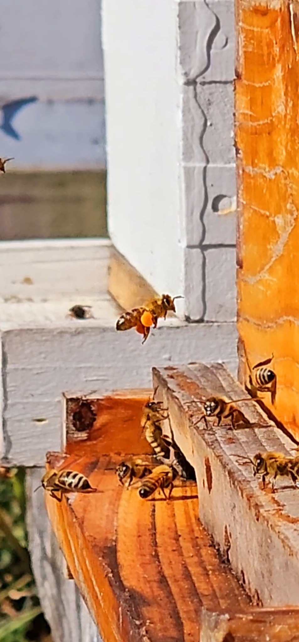 Coltsfoot Pollen