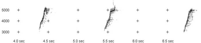 Hume's Warbler at Fedje