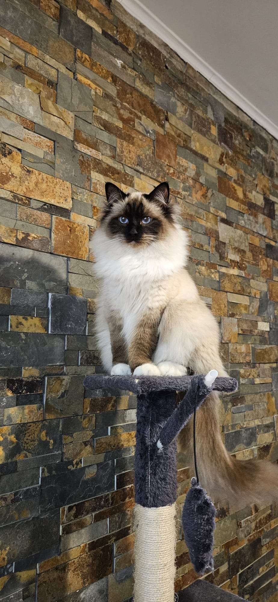 Violette - Sacré de Birmanie Seal Point