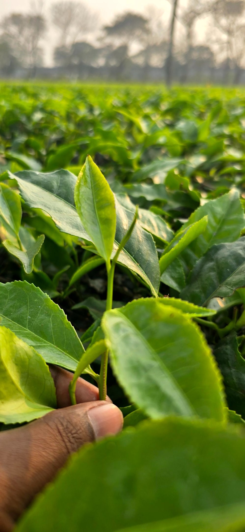 Bir Global™ Group Export