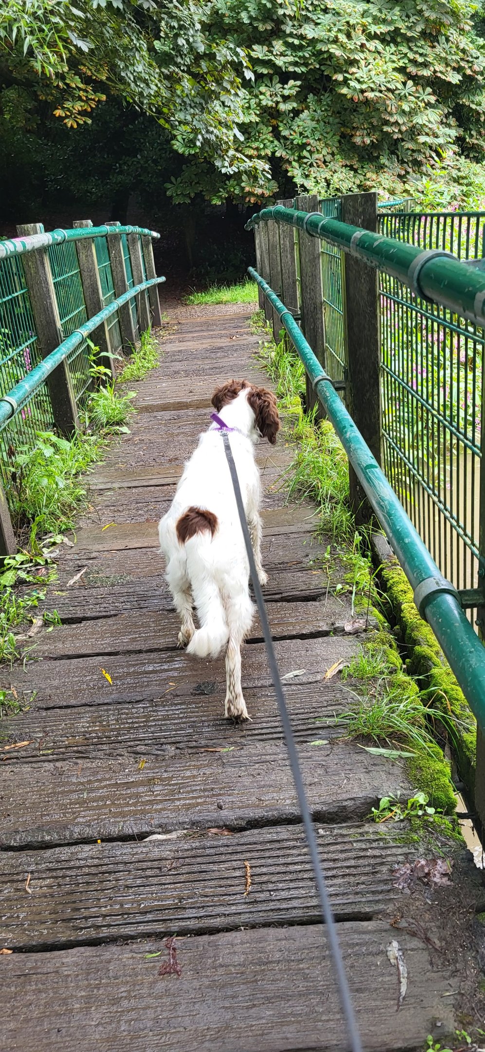 dog walking