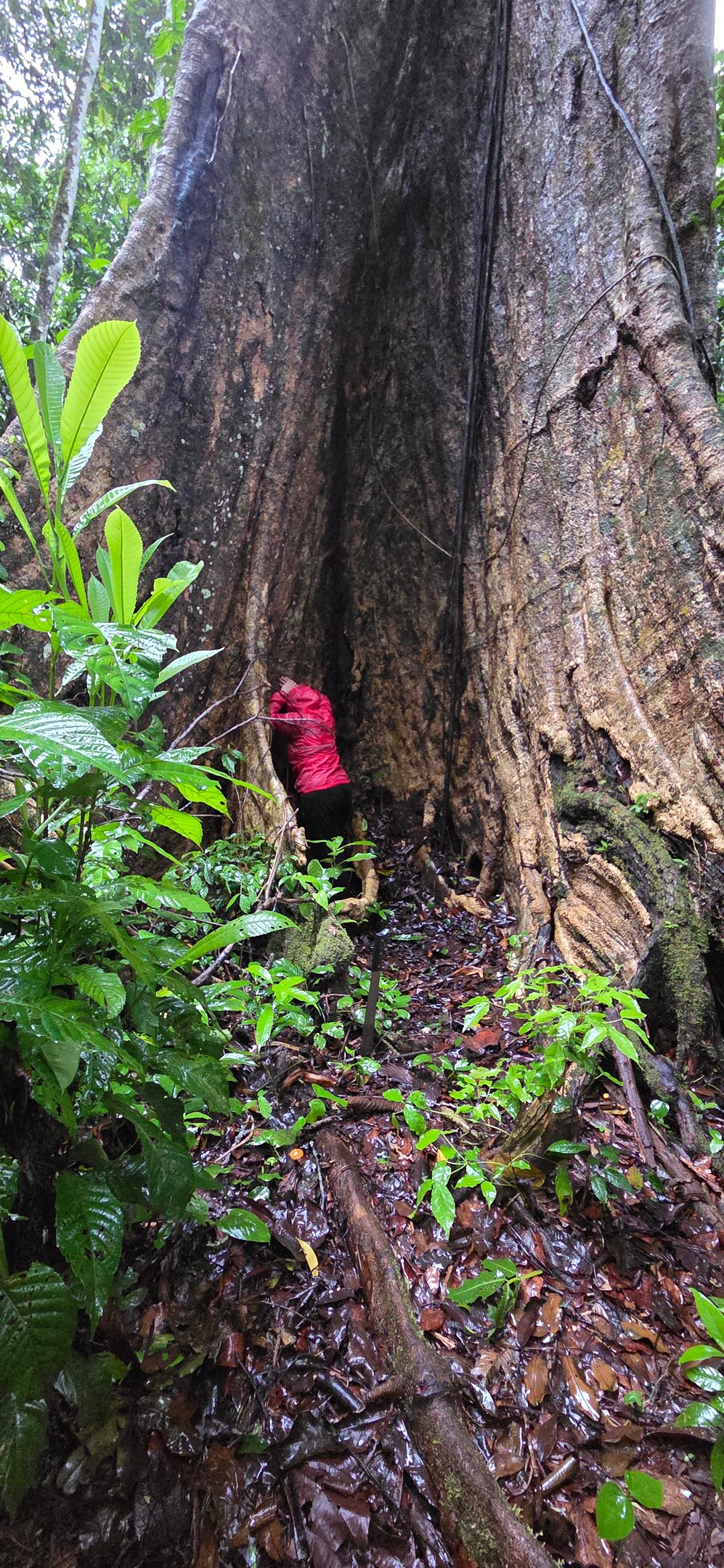 Shihuahuaco Tree of life