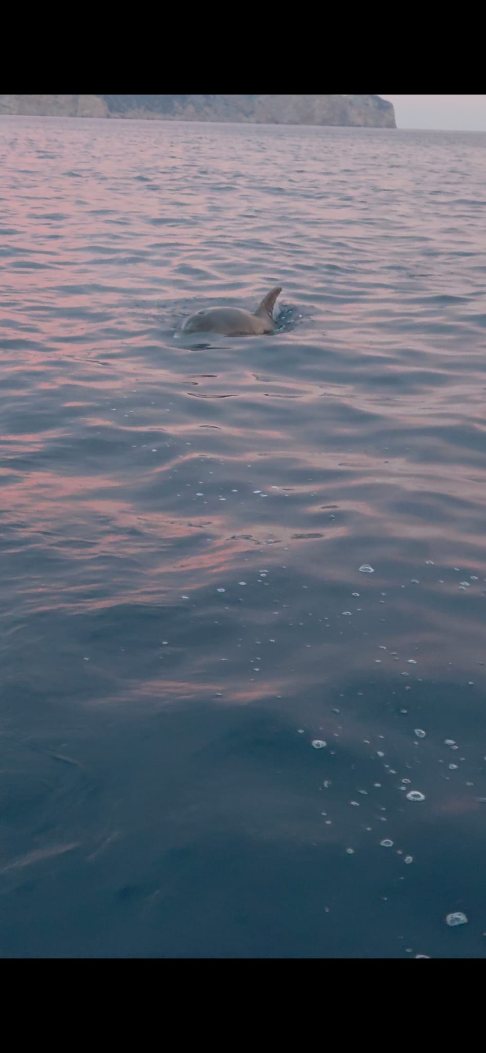 Dauphin au lever du soleil se dirigeant vers le bateau.
