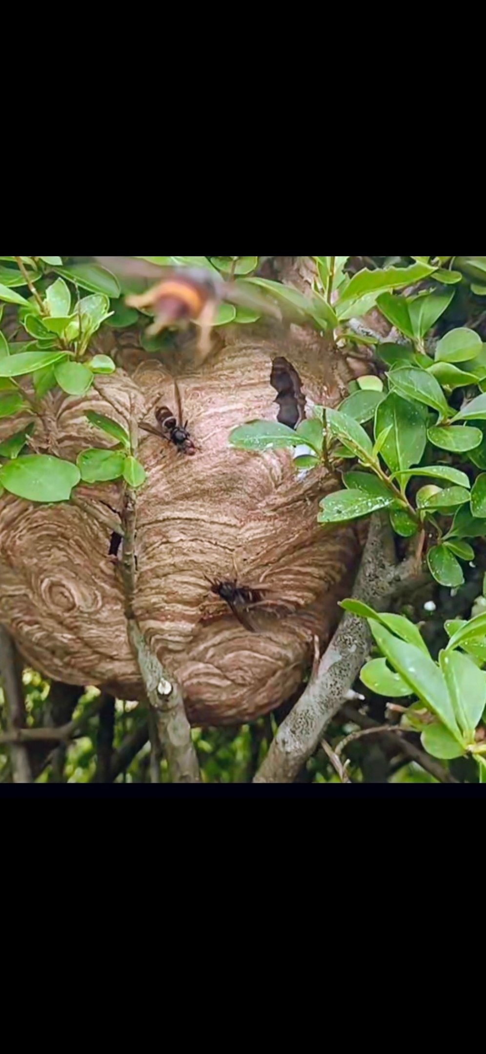 destruction nids frelon asiatique Le Havre 76