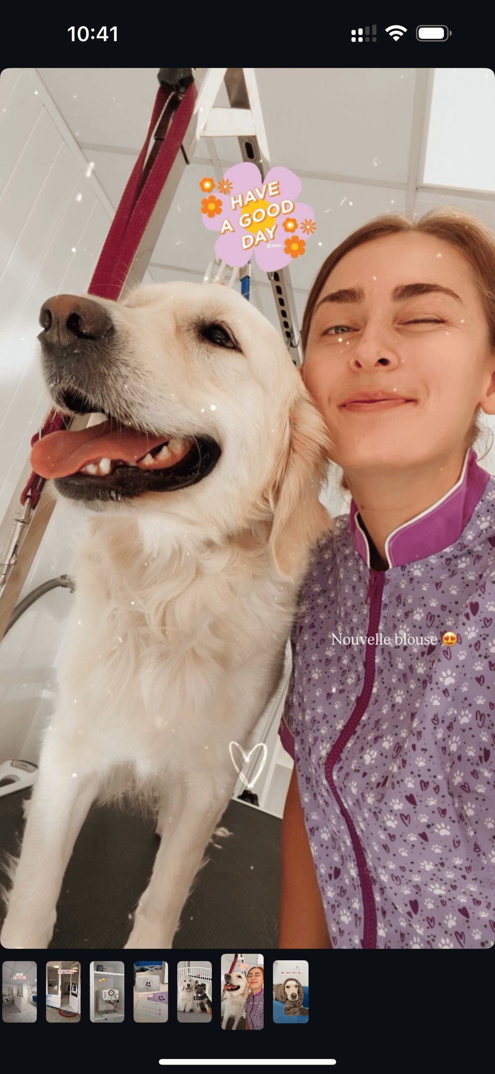 toilettage de golden retriever