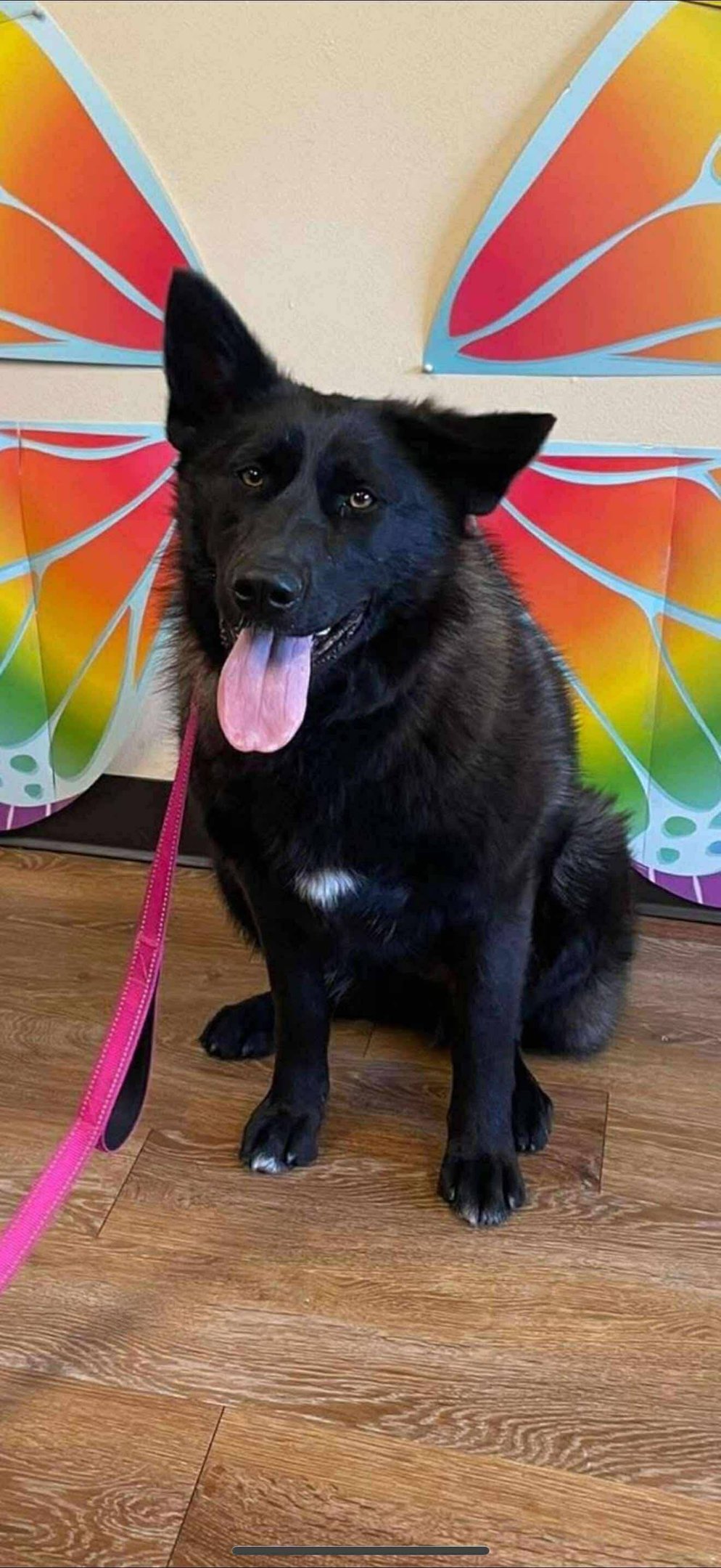 A black dog with a fluffy coat and a pink leash sits on a wooden floor. 