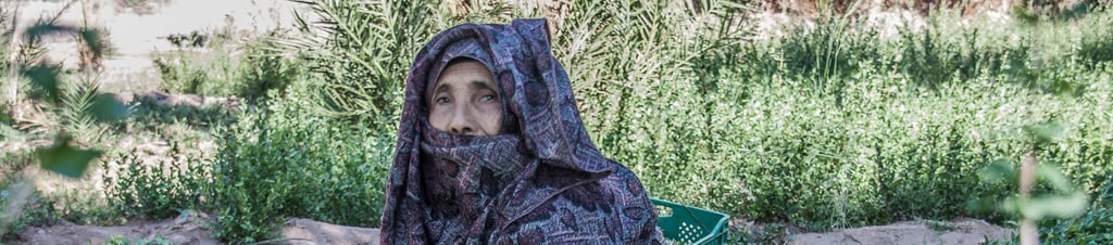 henna lady harvesting