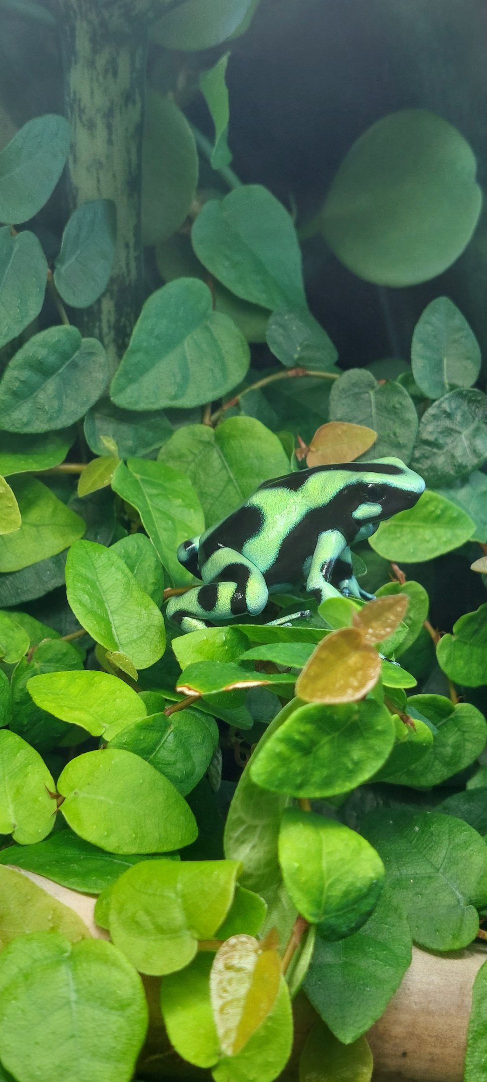 Dendrobates auratus