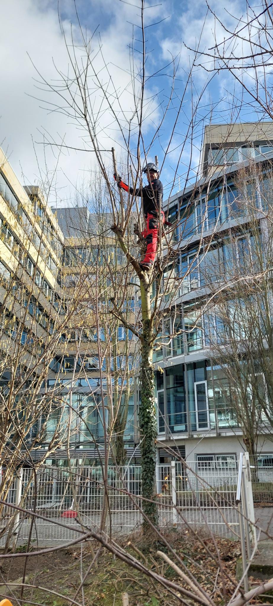 Baumfällungen Taunus