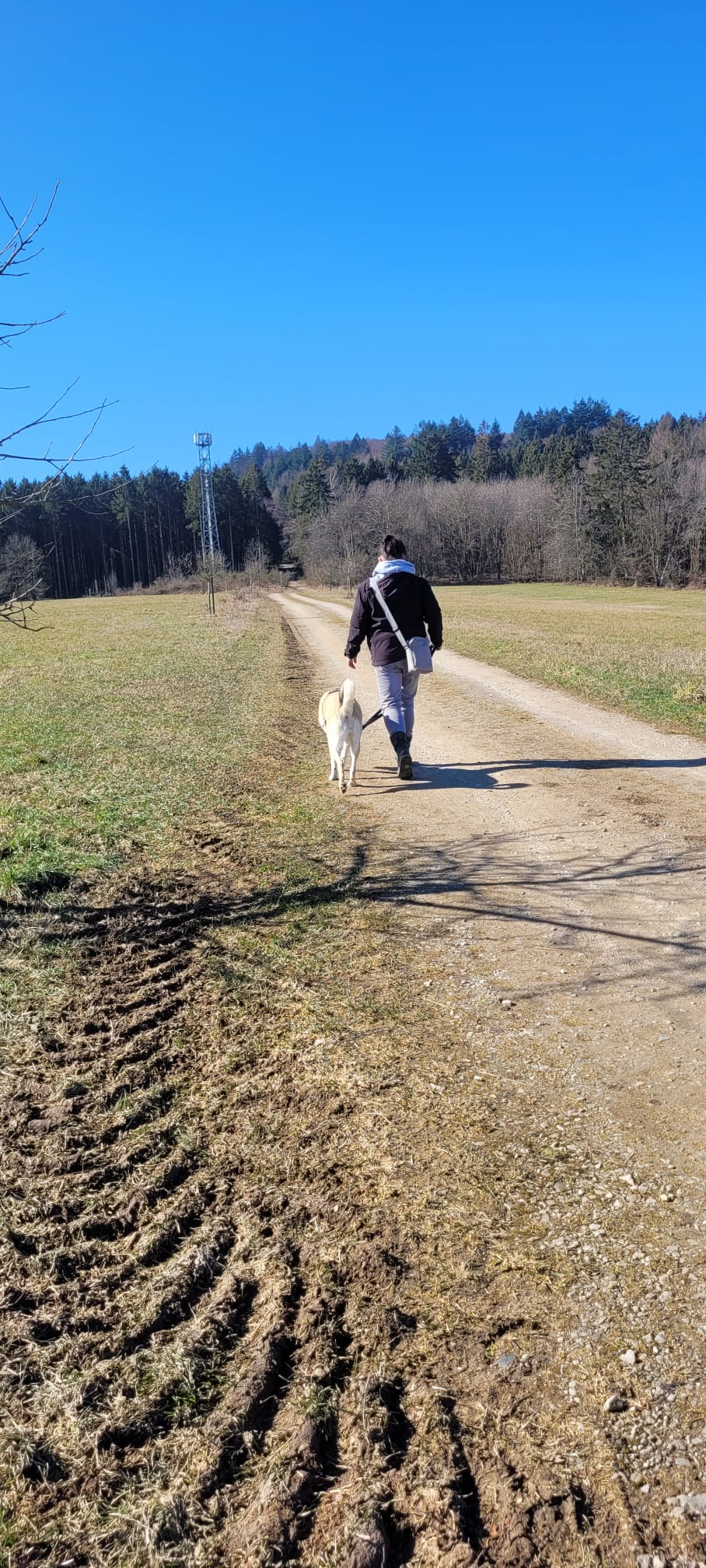 Eine Person, die einen großen weißen Hund auf  Feldweg durch ein sonniges ländliches Feld zum Wald.