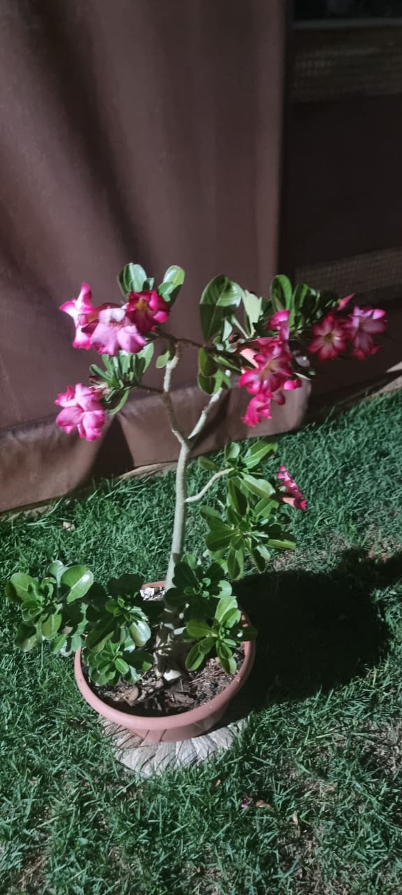 Rosa do deserto