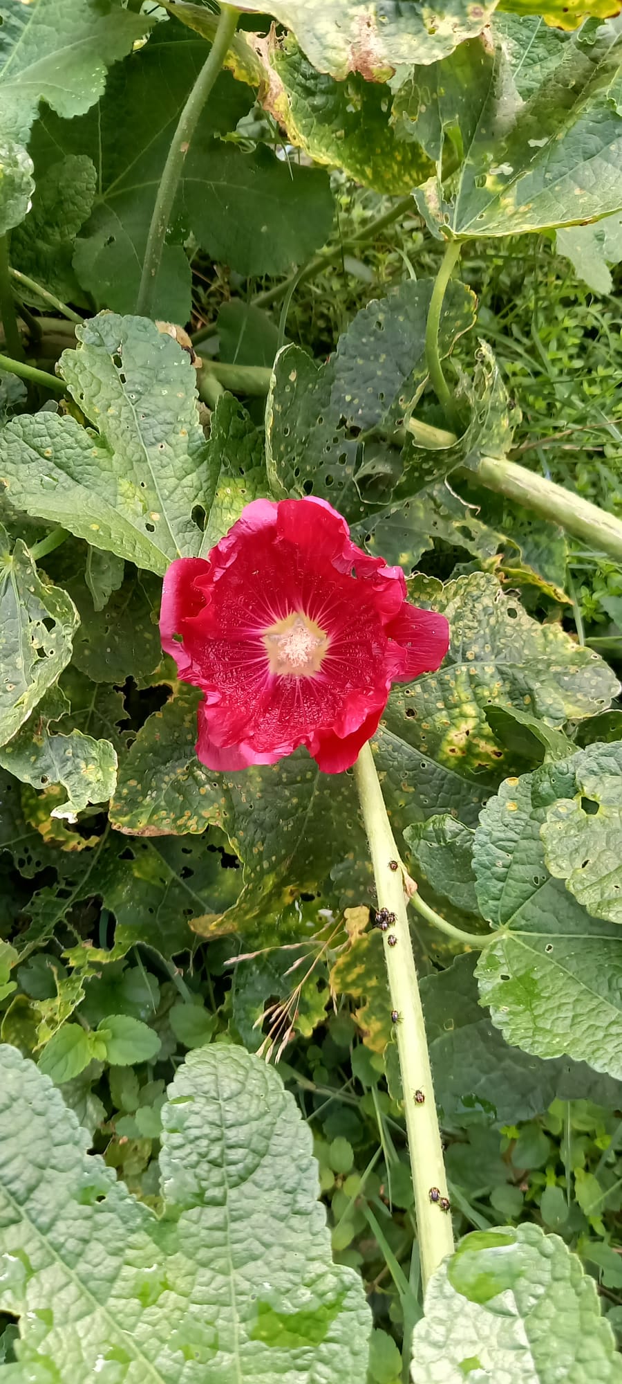a red flower that grows in Japan