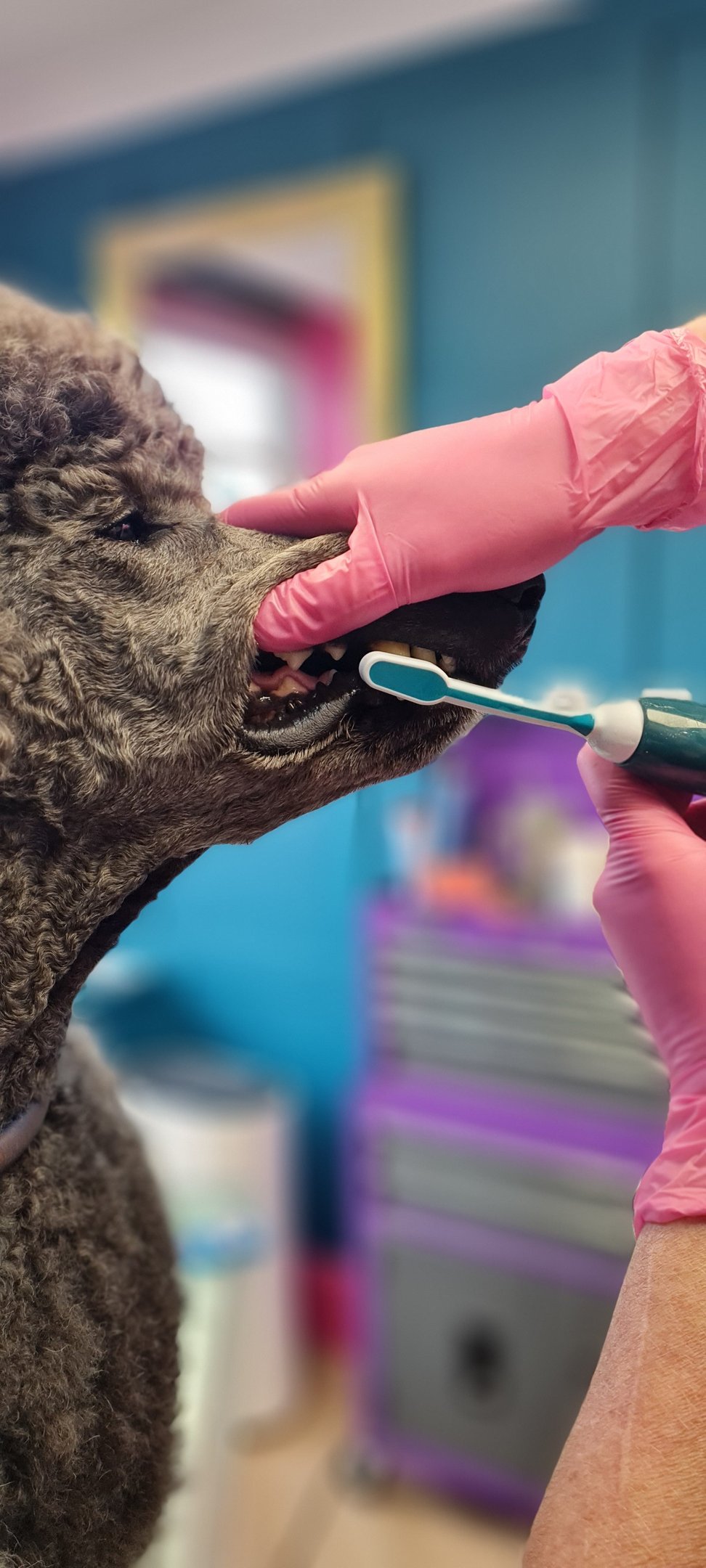 Keep your dogs teeth and gums healthy