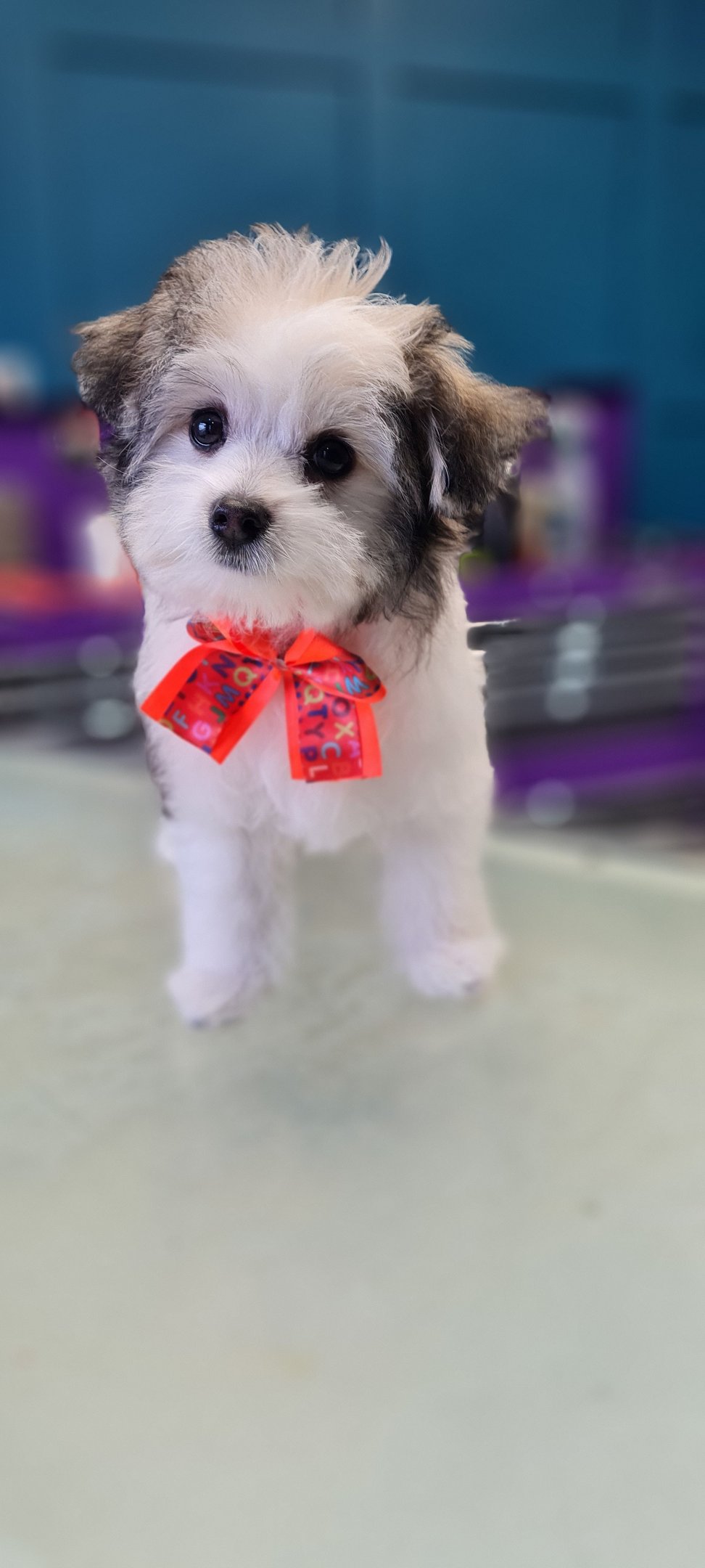 Cute puppy after his first groom
