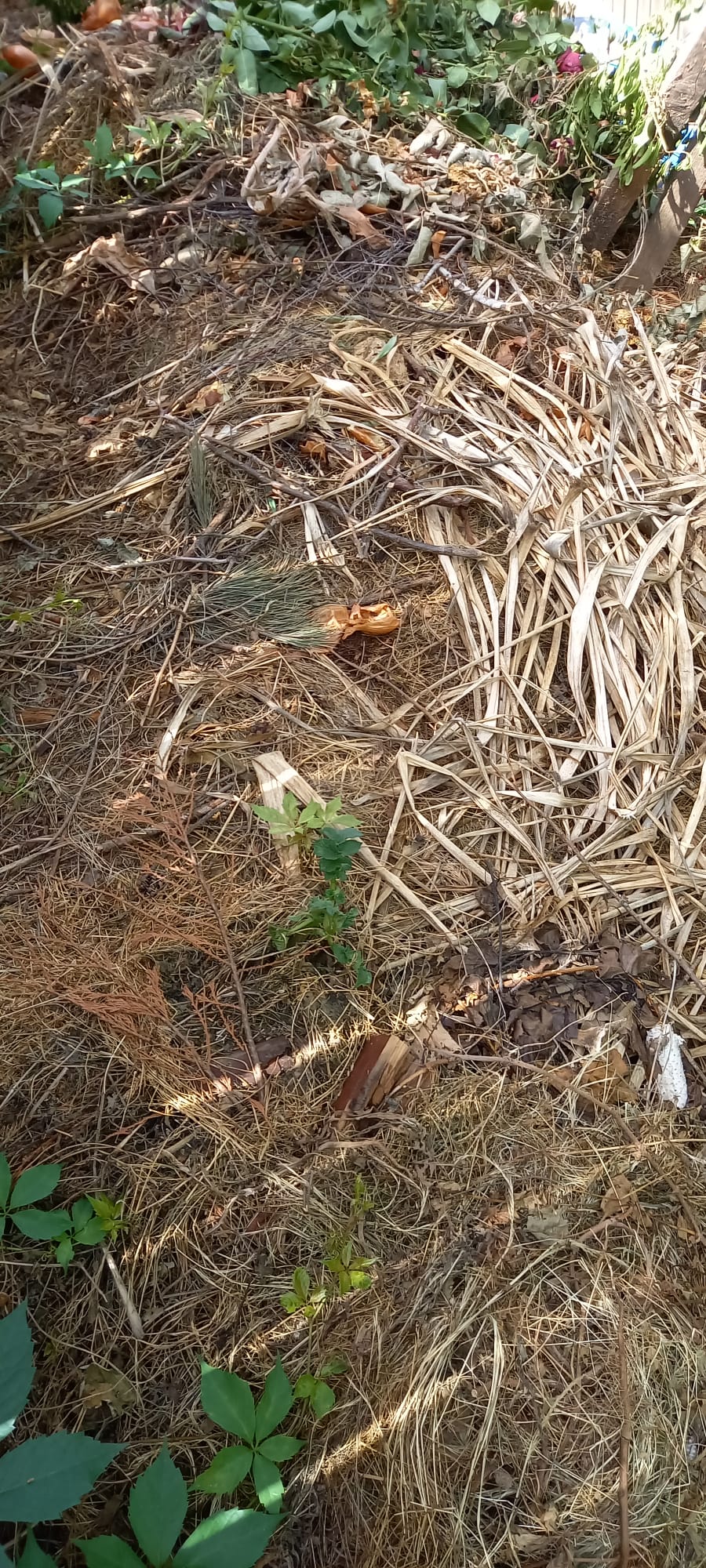 multiple composting ingredients in a compost pile together