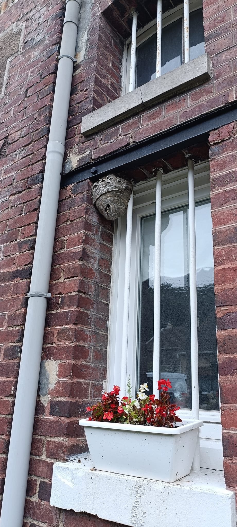 destruction nids frelon asiatique Le Havre 76