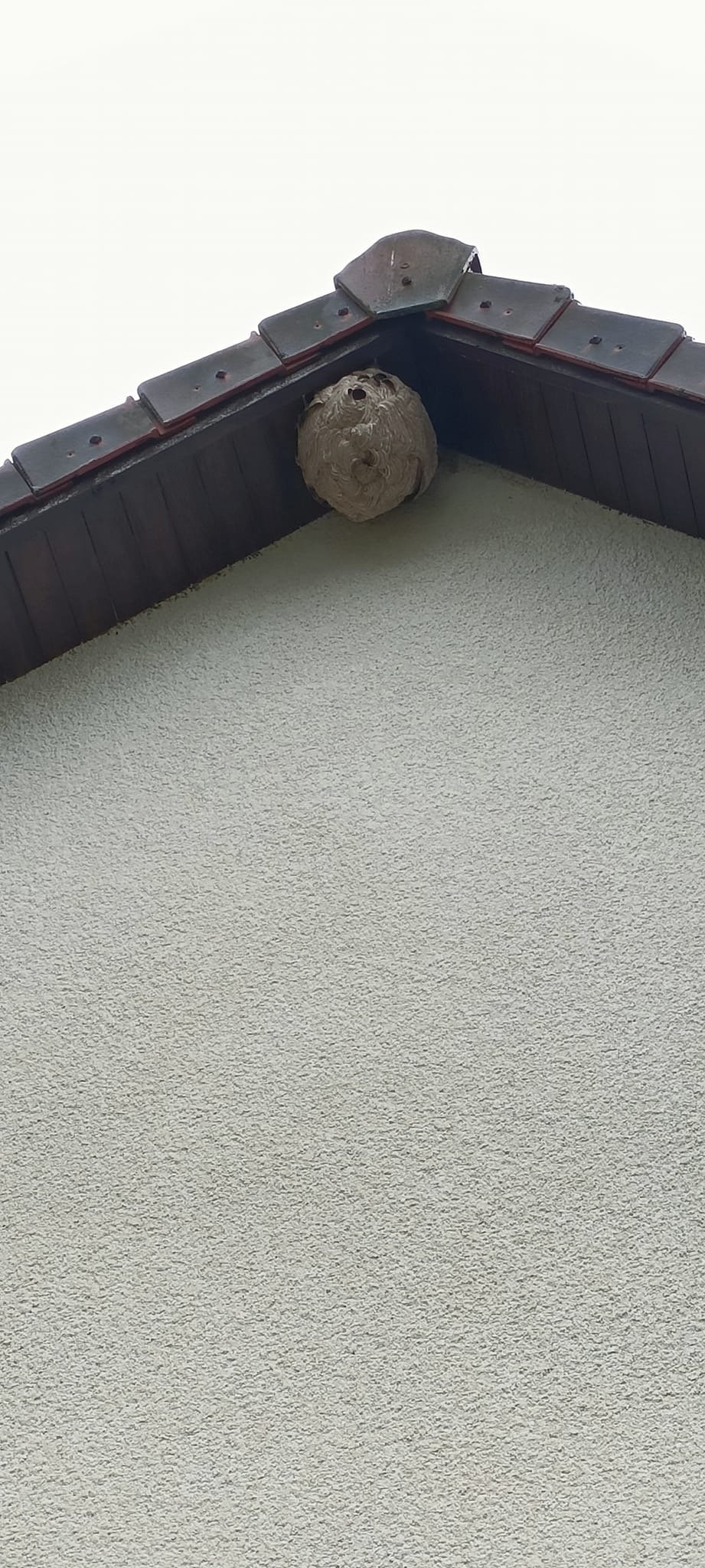 destruction nids frelon asiatique Le Havre 76