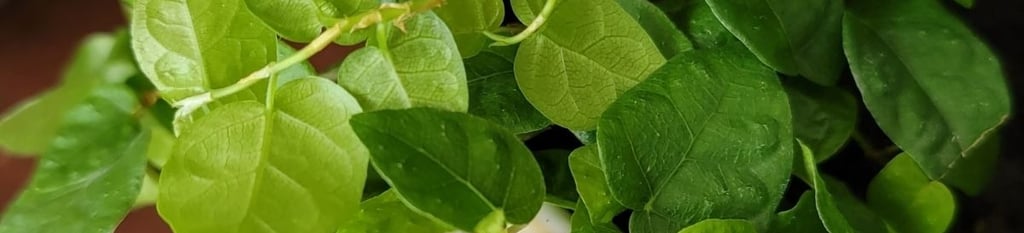 Creeping fig plant