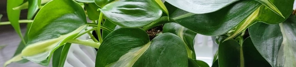 Philodendron cream splash plant