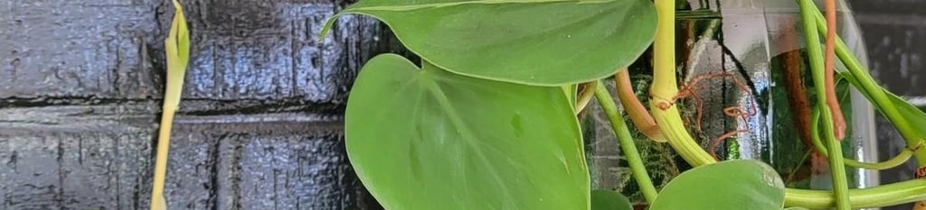 Heartleaf philodendron plant