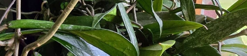 Hoya plant