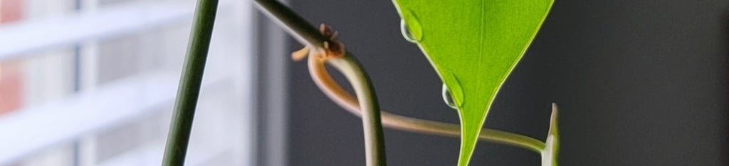 Heartleaf philodendron plant guttation