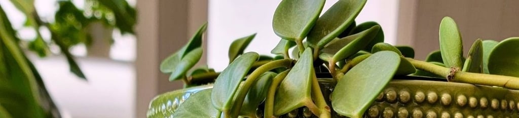 Peperomia hope plant