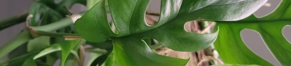 Mini monstera plant