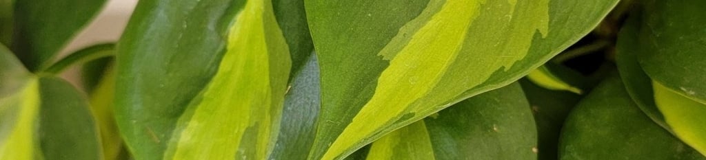 Philodendron brasil plant
