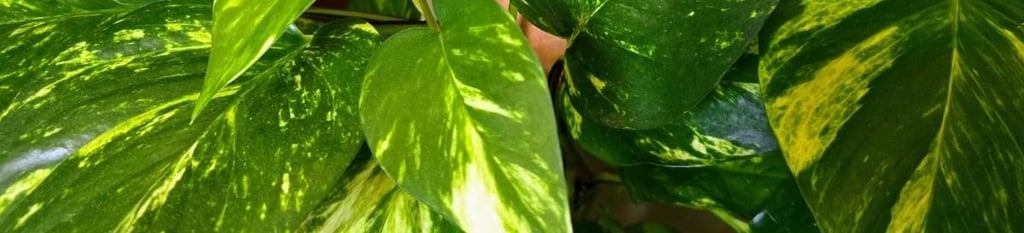 Golden pothos plant