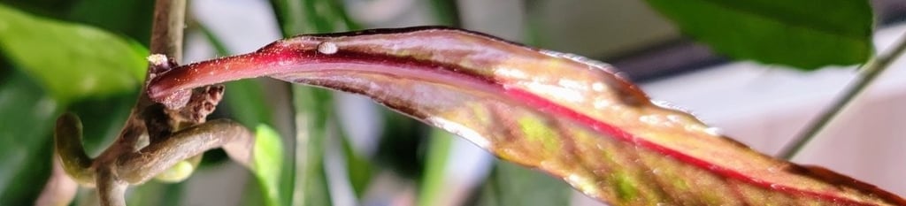 Hoya pubicalyx plant with mealybug
