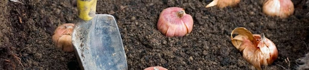 Plant bulbs in soil