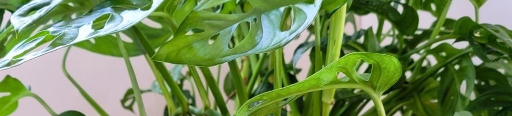 Swiss cheese plant