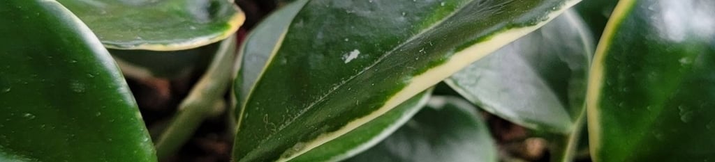 Hoya carnosa plant