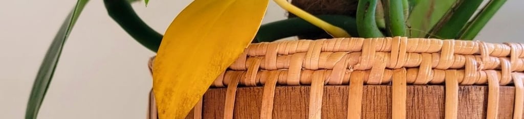 Yellow plant leaf