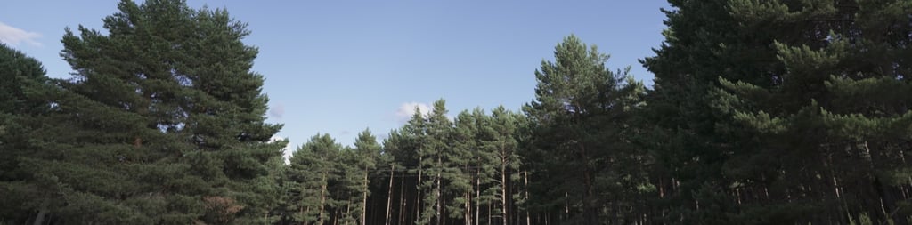 A wide shot of a dense green pine forest bordering a grassy meadow under a clear blue sky.