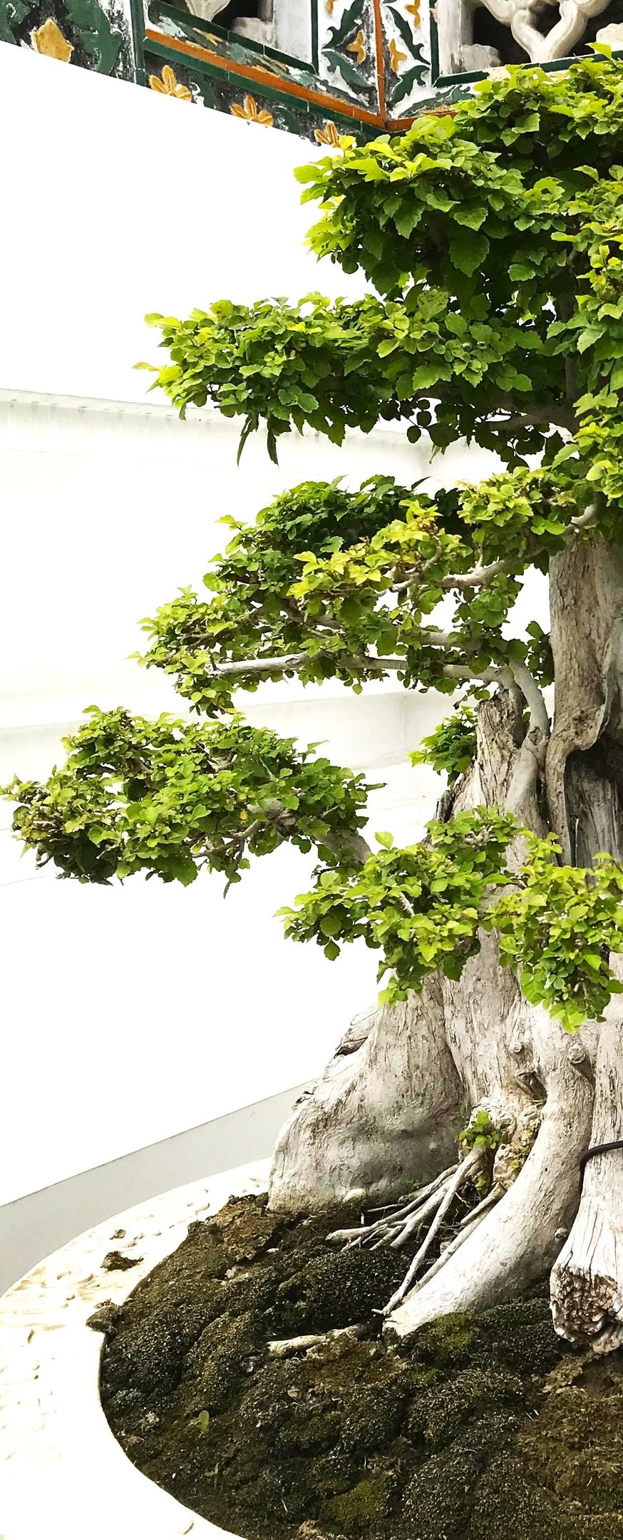 Découvrez une méthode qui allie langue et bien-être pour une expérience d’apprentissage plus naturel