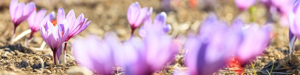 Saffron Field of Flowers