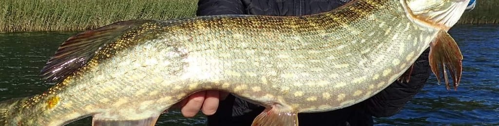 swedish pike